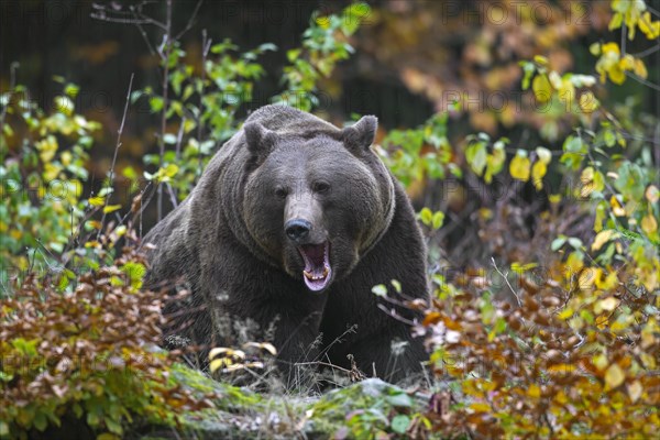 Brown bear