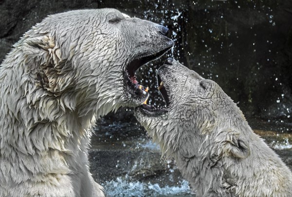 Two polar bears