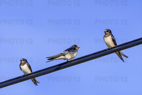 Three barn swallows