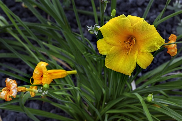 Yellow daylily