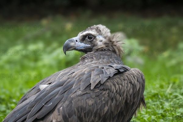 Cinereous vulture