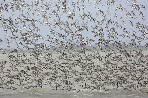 Red knots