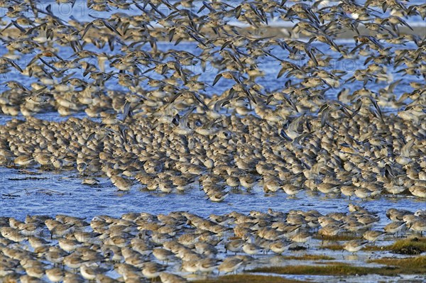 Red knot