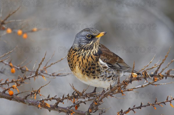 Fieldfare