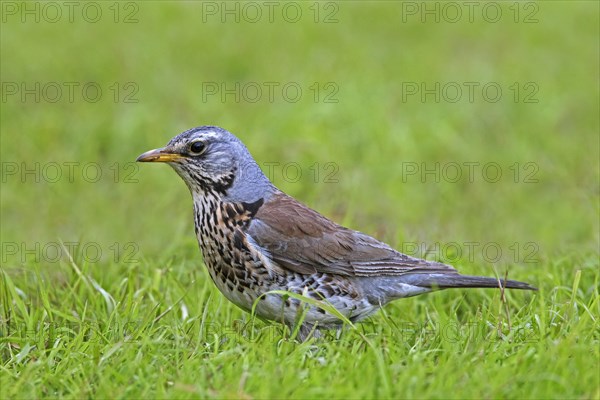 Fieldfare