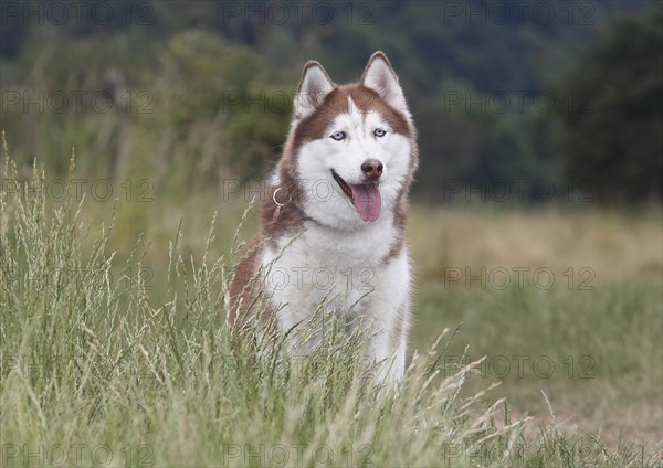 Siberian Husky