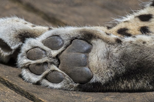 Persian leopard