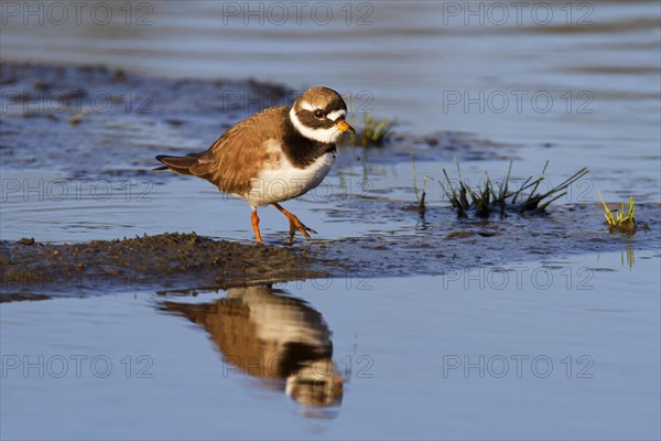 Common ringed plover