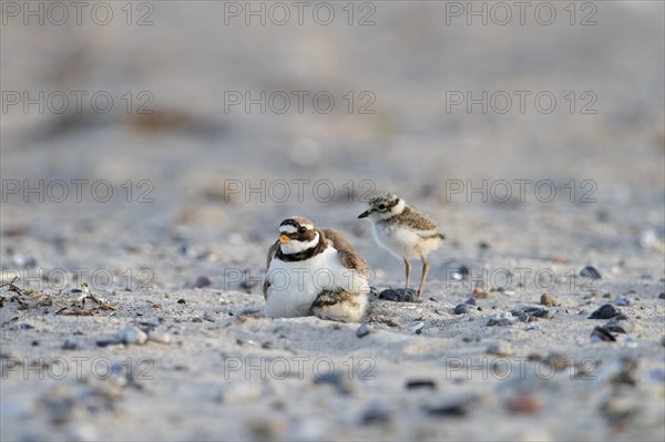 Common ringed plover