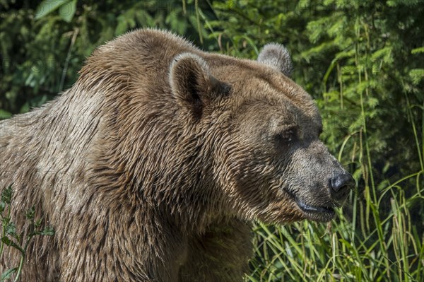 European brown bear