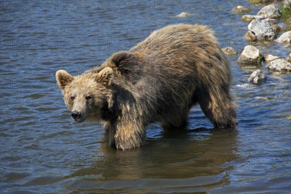 European brown bear