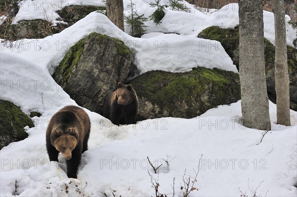 Eurasian brown bear