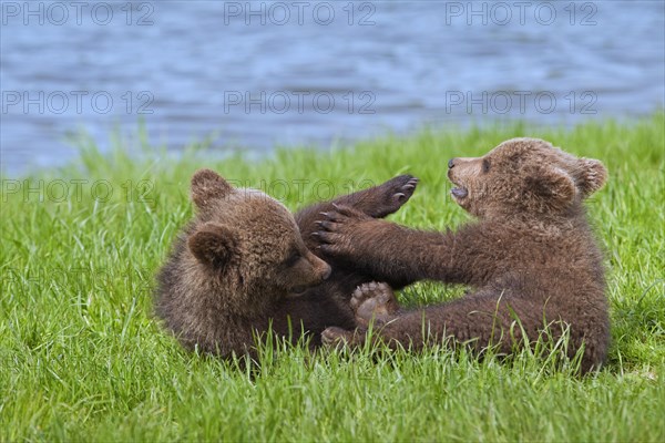 Two Eurasian brown bear