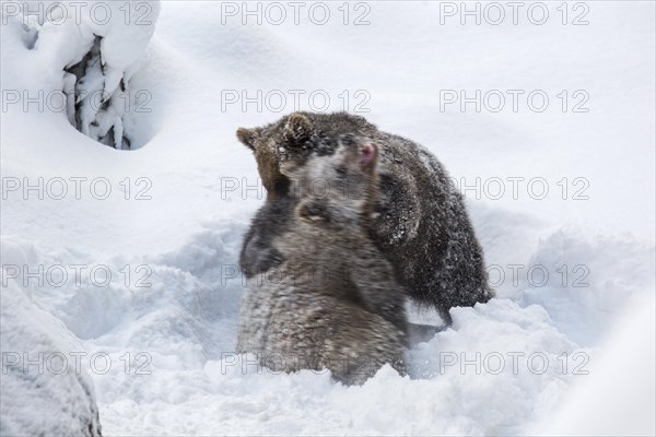 Two 1-year-old brown bear