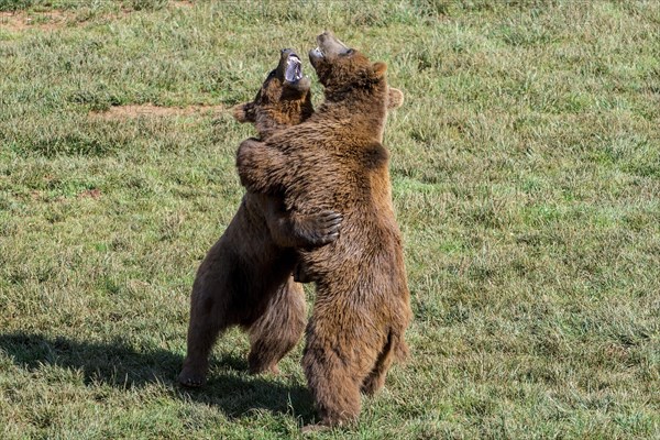 Two aggressive territorial Eurasian brown bears