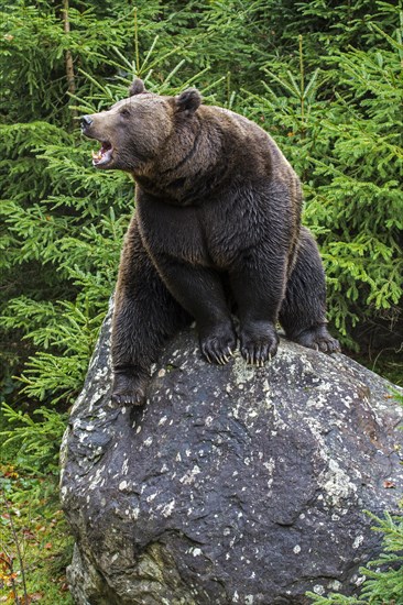 Growling European brown bear