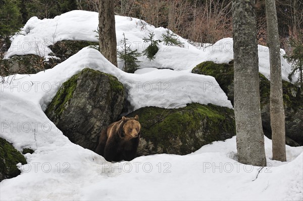 Eurasian brown bear