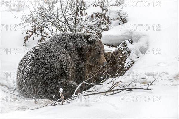 Brown bear