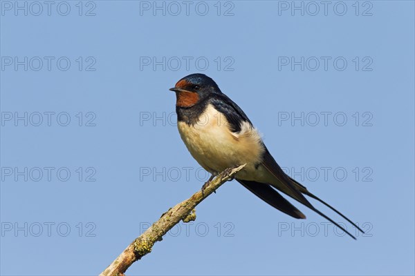 Barn swallow