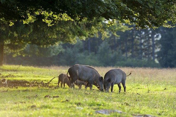 Wild boars