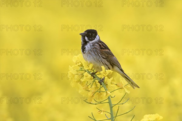 Common reed bunting