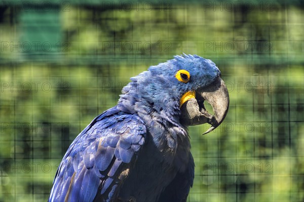 Hyacinth Macaw