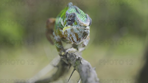 Green chameleon walks along branch and looksat around on bright sunny day on the green trees background. Panther chameleon