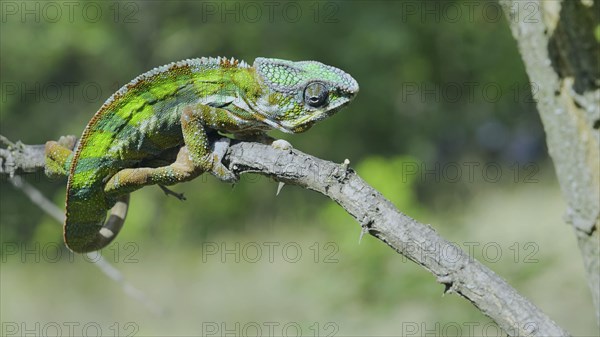 Bright Panther chameleon