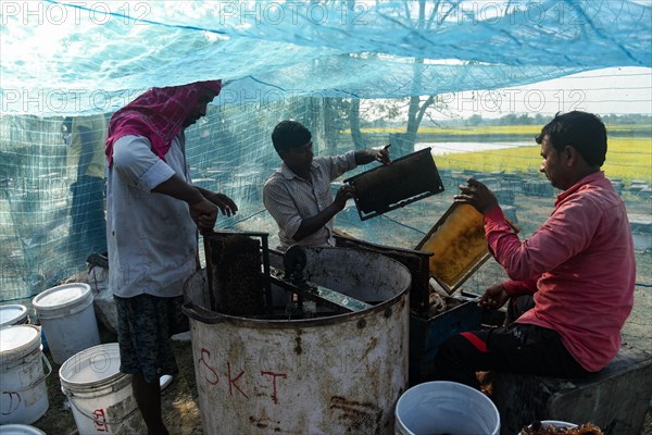 Bee keepers working in a bee farm near a mustards field in a village in Barpeta district of Assam in India on Wednesday 22 December 2021. The bee keeping business is one of the most profitable businesses in India. India has more than 3.5 million bee colonies. Indian apiculture market size is expected to reach a value of more than Rs. 30000 million by 2024