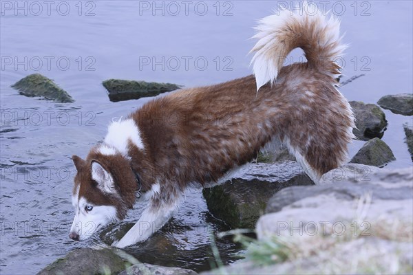 Siberian Husky