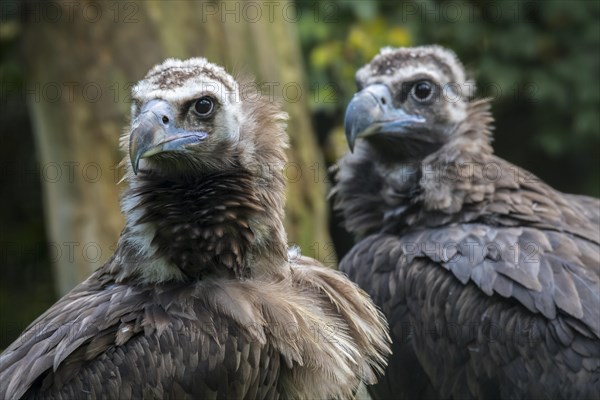 Cinereous vulture