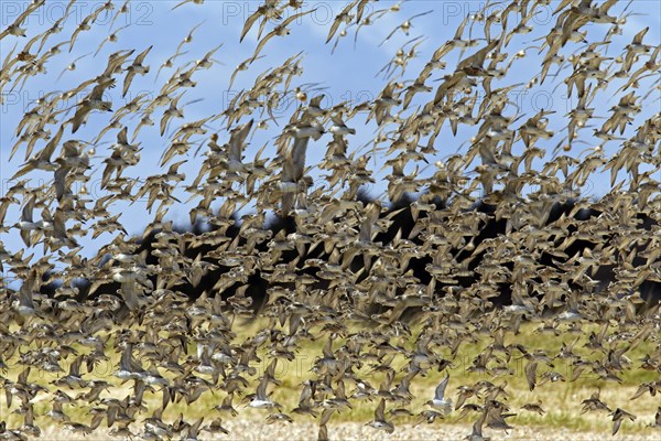 Flock of Red Knots