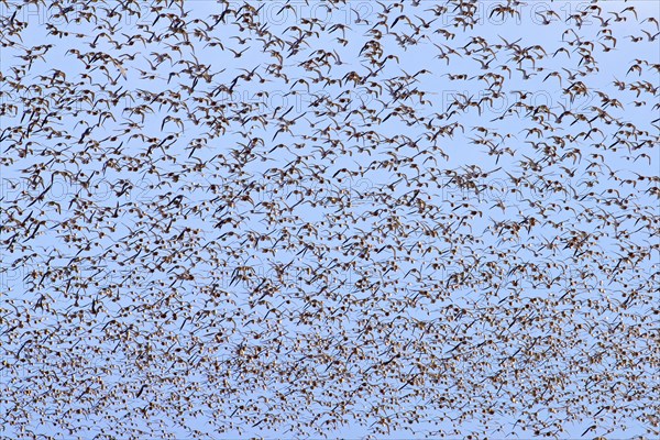 Red knot large flock of red knots