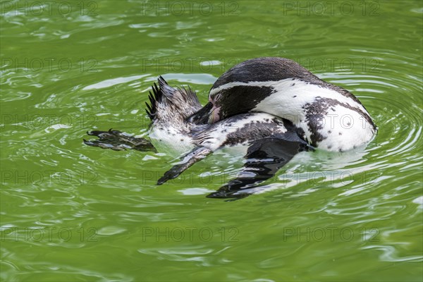 Humboldt penguin