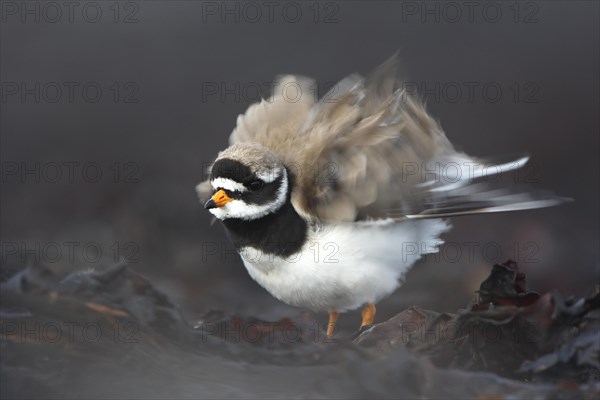 Common Ringed Plover