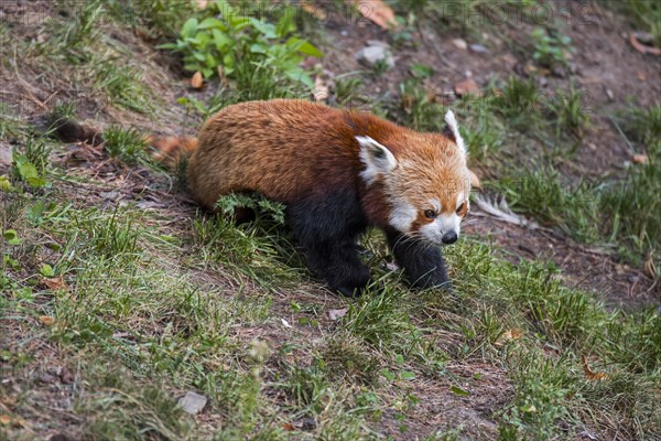 Red panda