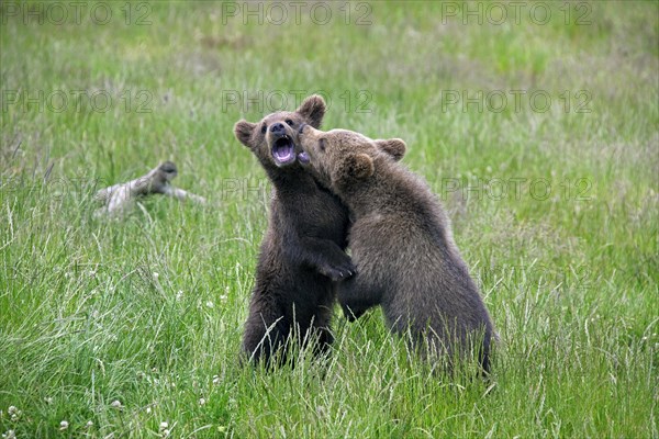 Two European brown bear