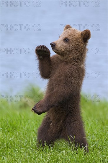 Eurasian brown bear