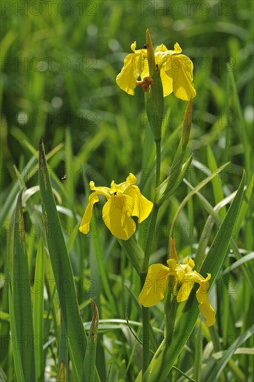 Yellow iris