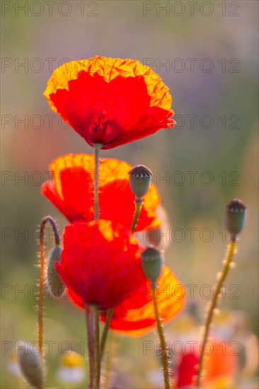 Gossip poppy