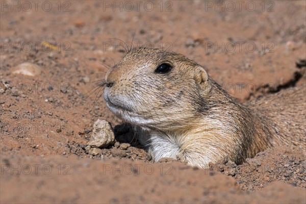 Black-tailed prairie dog