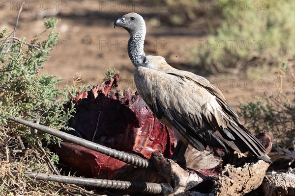 White-backed vulture