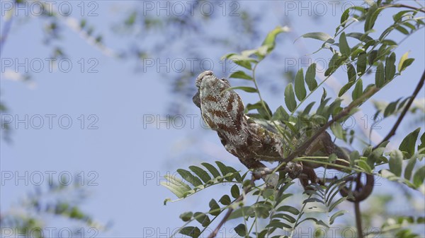 Green chameleon sits on thin branch of tree among green leaves with its tail wrapped around the branch on sunny day on blue sky background. Panther chameleon