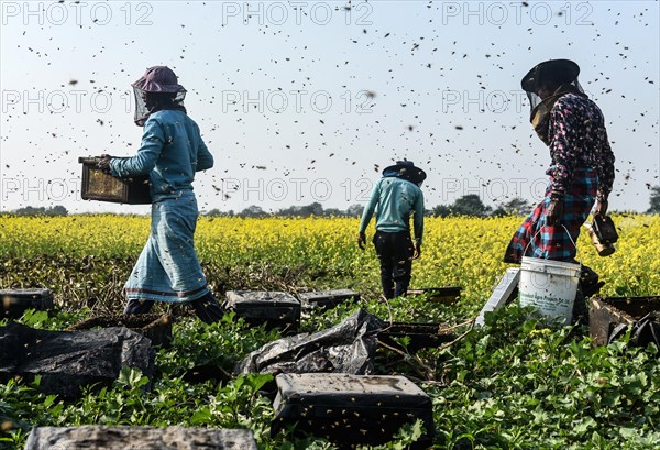 Bee keepers working in a bee farm near a mustards field in a village in Barpeta district of Assam in India on Wednesday 22 December 2021. The bee keeping business is one of the most profitable businesses in India. India has more than 3.5 million bee colonies. Indian apiculture market size is expected to reach a value of more than Rs. 30000 million by 2024