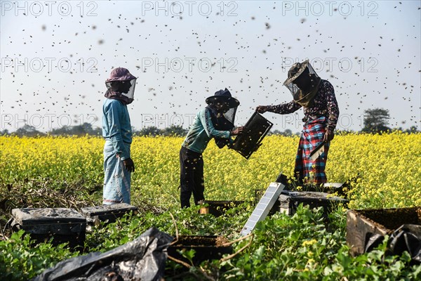 Bee keepers working in a bee farm near a mustards field in a village in Barpeta district of Assam in India on Wednesday 22 December 2021. The bee keeping business is one of the most profitable businesses in India. India has more than 3.5 million bee colonies. Indian apiculture market size is expected to reach a value of more than Rs. 30000 million by 2024