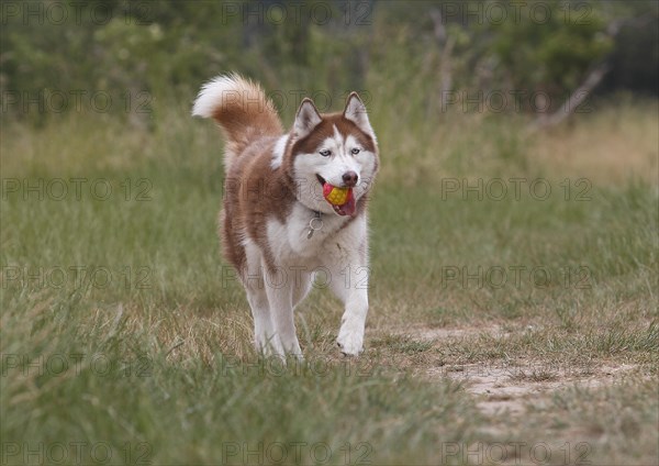 Siberian Husky