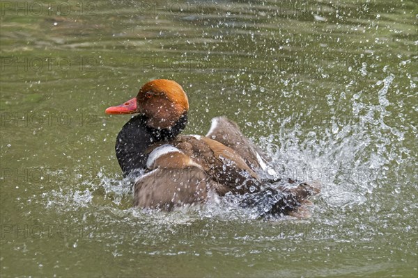 Red-crested pochard