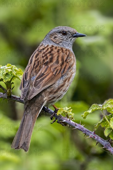 Dunnock