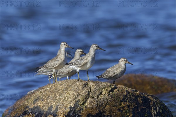 Red knots