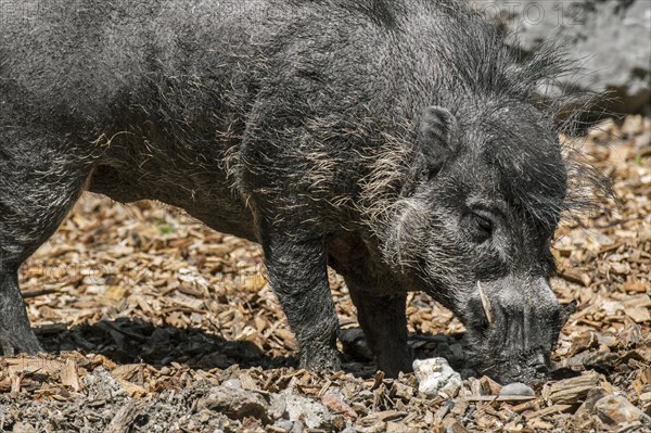 Visayan warty pig